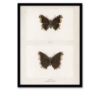 Artery8 Mourning Cloak Butterfly Sherman Denton Framed Wall Art Print in White | Size: A4 Artery8 White A4