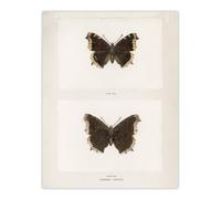 Artery8 Mourning Cloak Butterfly Sherman Denton Wall Art Poster Print in White | Size: W24" x H32" Artery8 White W24" x H32"
