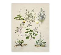 Artery8 Native New Zealand Wildflowers Artwork By Sarah Featon Wall Art Print 12X16 : Colourful wildflower artwork radiating freshness and vitality perfect for kitchen or living room