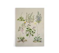 Artery8 Native New Zealand Wildflowers Artwork Featon Canvas Wall Art Print in Beige | Size: W24" x H32" Artery8 Beige W24" x H32"