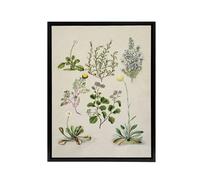 Artery8 Native New Zealand Wildflowers Artwork Featon Framed Canvas Wall Art in Beige | Size: W12" x H16" Artery8 Beige W12" x H16"
