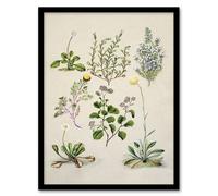 Artery8 Native New Zealand Wildflowers Artwork Featon Framed Wall Art Print in Beige | Size: A4 Artery8 Beige A4