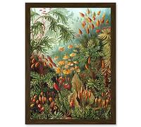 Artery8 Nature Art Ernst Haeckel Sea Plant Biology Botanical Vintage Artwork Framed A3 Wall Art Print