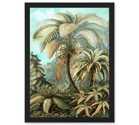 Artery8 Nature Biology Ferns Ernst Haeckel botanical Vintage Artwork Framed Wall Art Print A4 in Black Artery8 Black