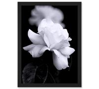 Artery8 Nature Black White Rose Petal Flower A4 Artwork Framed Wall Art Print