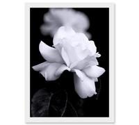 Artery8 Nature Black White Rose Petal Flower A4 Artwork Framed Wall Art Print