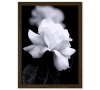 Artery8 Nature Black White Rose Petal Flower A4 Artwork Framed Wall Art Print