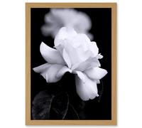 Artery8 Nature Black White Rose Petal Flower A4 Artwork Framed Wall Art Print