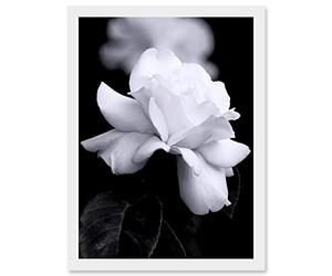 Artery8 Nature Black White Rose Petal Flower Artwork Framed A3 Wall Art Print