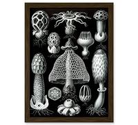 Artery8 Nature Ernst Haeckel Fungus Mushroom Toadstool Botanical A4 Artwork Framed Wall Art Print
