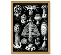 Artery8 Nature Ernst Haeckel Fungus Mushroom Toadstool Botanical A4 Artwork Framed Wall Art Print