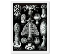 Artery8 Nature Ernst Haeckel Fungus Mushroom Toadstool Botanical A4 Artwork Framed Wall Art Print