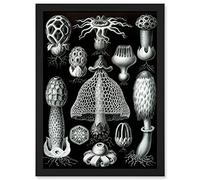 Artery8 Nature Ernst Haeckel Fungus Mushroom Toadstool Botanical A4 Artwork Framed Wall Art Print