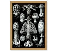 Artery8 Nature Ernst Haeckel Fungus Mushroom Toadstool Botanical A4 Artwork Framed Wall Art Print
