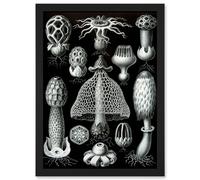 Artery8 Nature Ernst Haeckel Fungus Mushroom Toadstool Botanical A4 Artwork Framed Wall Art Print