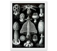 Artery8 Nature Ernst Haeckel Fungus Mushroom Toadstool Botanical A4 Artwork Framed Wall Art Print