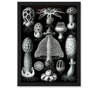 Artery8 Nature Ernst Haeckel Fungus Mushroom Toadstool Botanical Wall Art Print - A4 Size
