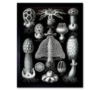 Artery8 Nature Ernst Haeckel Gus Mushroom Toadstool Biology Germany Framed Art in Black | Size: W12" x H16" Artery8 Black W12" x H16"