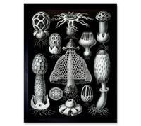 Artery8 Nature Ernst Haeckel Gus Mushroom Toadstool Biology Germany Framed Wall Art Print