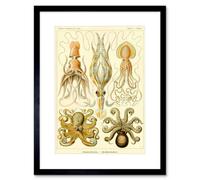 Wee Blue Coo Nature Ernst Haeckel Octopus Biology Germany Picture Framed Wall Art Print