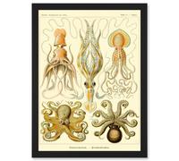 Nature Ernst Haeckel Octopus Biology Sea Underwater A4 Artwork Framed Wall Art Print Artery8 Black One Size