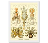 Artery8 Nature Ernst Haeckel Octopus Biology Sea Underwater A4 Artwork Framed Wall Art Print in White Artery8 White