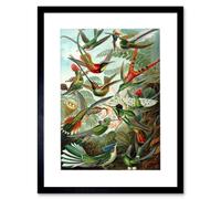 Wee Blue Coo Nature Hummingbird Ernst Haeckel Germany Framed Art Print Picture F12X602