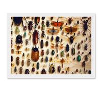 Nature Photo Taxidermy Varied Insect Collection Cabinet Artwork Framed Wall Art Print A4 Artery8 White One Size