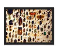 Nature Photo Taxidermy Varied Insect Collection Cabinet Artwork Framed Wall Art Print A4 Artery8 Black One Size