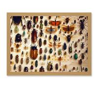 Nature Photo Taxidermy Varied Insect Collection Cabinet Artwork Framed Wall Art Print A4 Artery8 Light Oak One Size