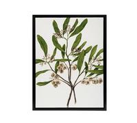 Artery8 New Zealand Akeake Hopbush Flowering Plant Featon Framed Canvas Art in Beige | Size: W24" x H32" Artery8 Beige W24" x H32"
