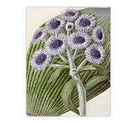 Artery8 New Zealand Antarctic Daisy Flowers By Sarah Featon Wall Art Print 12X16 : Uplifting daisy design expressing optimism and grace perfect for cheerful hallway or living room