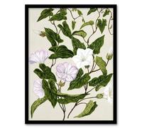 Artery8 New Zealand Bindweed Wildflowers By Sarah Featon Framed Wall Art Print A4 : Graceful wildflower artwork celebrating natural heritage perfect for bright living space