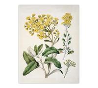 Artery8 New Zealand Brachyglottis Daisy Flowers By Sarah Featon Large Wall Art Print 18X24 : Delicate daisy design capturing wild beauty ideal for serene home or conservatory display