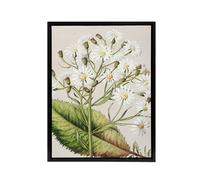 Artery8 New Zealand Brachyglottis Hectorii Daisies Featon Framed Canvas Art in Beige | Size: W12" x H16" Artery8 Beige W12" x H16"