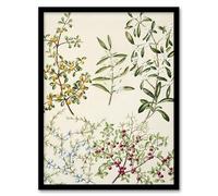 Artery8 New Zealand Coprosma Acerosa Coastal Plant By Sarah Featon Framed Wall Art Print A4 : Coastal plant study ideal for tranquil hallway or natural home décor
