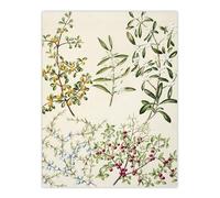 Artery8 New Zealand Coprosma Acerosa Coastal Plant By Sarah Featon Wall Art Print 12X16 : Coastal plant study ideal for tranquil hallway or natural home décor