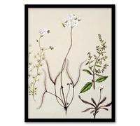 Artery8 New Zealand Drosera Arcturi Plant Flowers By Sarah Featon Framed Wall Art Print 12X16 : Detailed native bloom illustration expressing harmony suitable for restful modern space