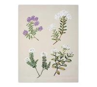 Artery8 New Zealand Four Veronica Flowering Plants By Sarah Featon Extra Large XL Wall Art Print 24X32 : Floral quartet illustration rich in natural tone great for garden room or living room
