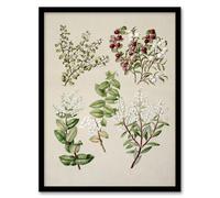 Artery8 New Zealand Gaultheria Flowering Plant By Sarah Featon Framed Wall Art Print 12X16 : Floral composition with gentle pastel hues bringing calm nature tone to home interior