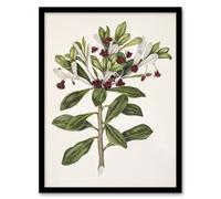 Artery8 New Zealand Kohuhu and Karo Plant By Sarah Featon Framed Wall Art Print A4 : Botanical pairing of greenery and bloom enhancing natural charm in any bright space