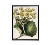 Artery8 New Zealand Korikori Buttercup Flower Featon Framed Canvas Wall Art in Beige | Size: W24" x H32" Artery8 Beige W24" x H32"