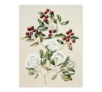 Artery8 New Zealand Maire Tawake Tree Flowers By Sarah Featon Wall Art Print 12X16 : Lush blossom composition expressing seasonal renewal suited to tranquil home display