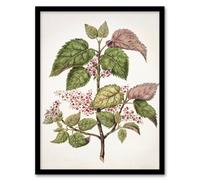 Artery8 New Zealand Makomako Flowering Plant By Sarah Featon Framed Wall Art Print A4 : Floral illustration alive with natural rhythm ideal for conservatory or living room