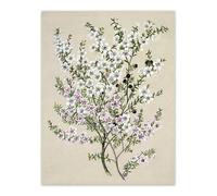 Artery8 New Zealand Manuka Flowering Plant By Sarah Featon Extra Large XL Wall Art Print 24X32 : Vibrant native bloom artwork enhancing natural ambience for relaxed modern home