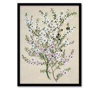 Artery8 New Zealand Manuka Flowering Plant By Sarah Featon Framed Wall Art Print A4 : Vibrant native bloom artwork enhancing natural ambience for relaxed modern home
