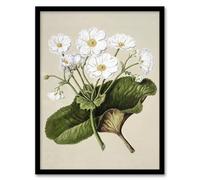 Artery8 New Zealand Mountain Lily Flowers By Sarah Featon Framed Wall Art Print A4 : Mountain flora depiction with crisp tones great for alpine themed décor or living room