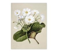 Artery8 New Zealand Mountain Lily Flowers By Sarah Featon Large Wall Art Print 18X24 : Mountain flora depiction with crisp tones great for alpine themed décor or living room