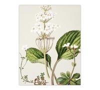 Artery8 New Zealand Ourisia Flowering Plant By Sarah Featon Wall Art Print 12X16 : Refined flower study with subtle shading perfect for soft interior or garden room