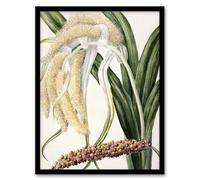Artery8 New Zealand Perching Lily Flower Plant By Sarah Featon Framed Wall Art Print 12X16 : Delicate native flower print radiating elegance perfect for bedroom or serene hallway